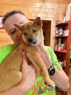 Photo №3. SHIBA INU PUPPIES. Russian Federation