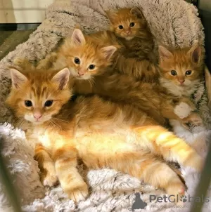 Photo №1. maine coon - for sale in the city of Texas City | negotiated | Announcement № 126403