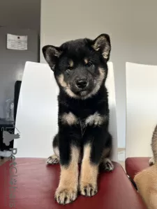 Additional photos: Shiba Inu puppies