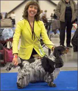 Additional photos: English Cocker Spaniel