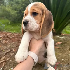 Photo №3. beagle puppies looking. Germany