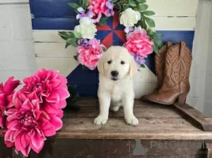 Photo №1. golden retriever - for sale in the city of Lisbon | negotiated | Announcement № 126882