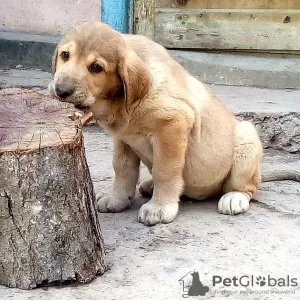 Additional photos: Beautiful Spanish Mastiff puppies