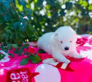 Photo №1. samoyed dog - for sale in the city of Kiev | 661$ | Announcement № 3558