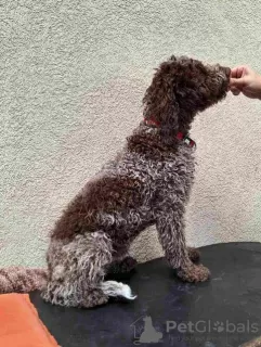 Additional photos: Lagotto Romagnolo puppies