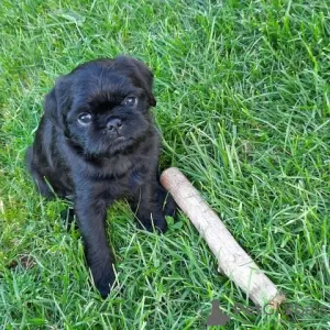 Photo №3. Retro pug from loving hobby breeding. Germany