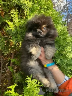 Additional photos: Puppet baby Pomeranian Spitz.