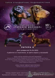 Additional photos: Dachshund UCI standard