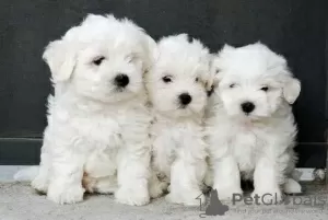 Photo №1. maltese dog - for sale in the city of Dubai | 370$ | Announcement № 24226