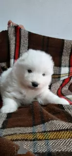 Additional photos: Samoyed puppies for sale