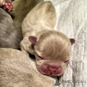 Additional photos: French bulldog puppy, exotic