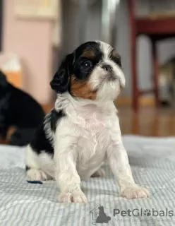 Additional photos: king charles spaniel