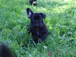 Additional photos: French bulldog puppy, female show class FCI