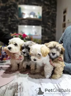 Additional photos: Havanese puppies