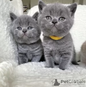 Photo №1. british shorthair - for sale in the city of Амстердам | negotiated | Announcement № 71413