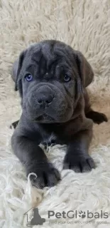 Additional photos: Cane Corso Puppies RECOMMENDATION