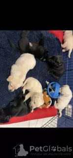 Additional photos: Beautiful pedigree Labrador pups