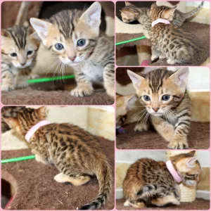 Additional photos: Bengal kittens kittens