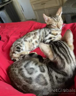 Additional photos: Bengal Kittens for Adoption