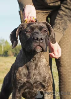 Photo №3. Cane Corso female puppy - FCI pedigree - for work and family. Poland