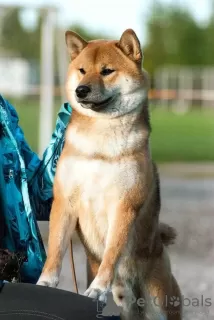 Additional photos: Male Shiba Inu, Shiba Inu, Shiba Inu is open for mating