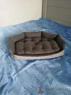 Additional photos: Beds (bed, house, sunbed) for animals, dogs, cats, etc.