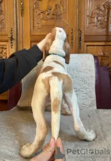 Photo №3. Bracco Italiano Puppies. Slovakia