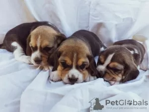 Additional photos: beagle