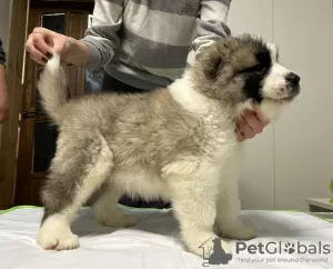 Additional photos: Caucasian Shepherd puppies