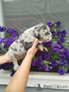 Additional photos: English bulldog, puppy