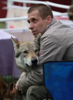 Additional photos: Czechoslovakian wolfdog puppies