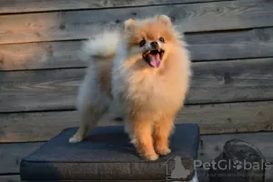 Photo №3. Pomeranian-Pomeranian Boo. Serbia