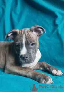 Additional photos: American Staffordshire Terrier puppies