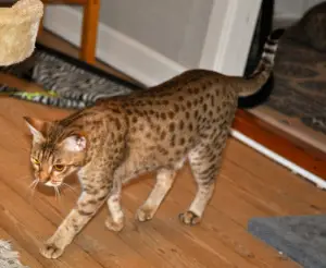 Photo №2. Mating service ocicat. Price - 50$