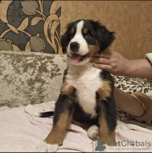 Photo №3. Bernese Mountain Dog puppies. Belarus