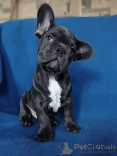 Additional photos: French bulldog puppies