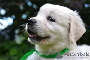 Photo №4. I will sell golden retriever in the city of Москва. from nursery, breeder - price - negotiated