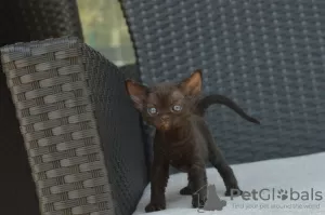 Photo №3. Devon Rex kittens with pedigree available for sale to Caring homes. Spain