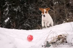 Additional photos: Pedigree puppy Jack Russell Terrier