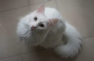 Photo №3. Turkish angora. Little white fluffy ball in good responsible hands. Belarus