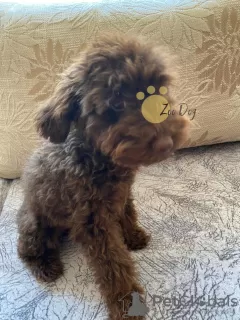 Additional photos: Toy poodle puppies for sale. Miniature poodle