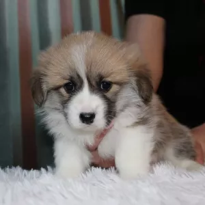 Photo №3. Welsh Corgi Pembroke Puppies. Russian Federation