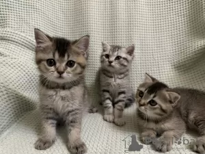 Photo №3. Scottish kittens - Scottish fold and Scottish straight. Moldova