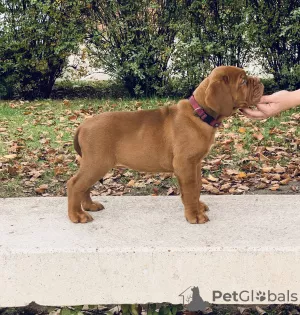 Photo №1. dogue de bordeaux - for sale in the city of Kecskemét | 1630$ | Announcement № 8071