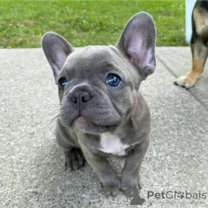 Photo №1. french bulldog - for sale in the city of Bonn | 317$ | Announcement № 70899