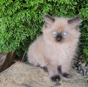 Photo №3. ragdoll cat. Germany