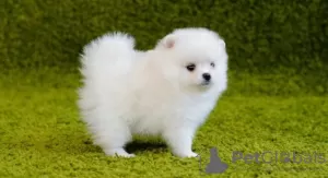 Photo №1. pomeranian - for sale in the city of Berlin | negotiated | Announcement № 30246