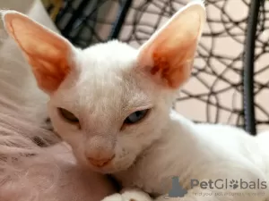 Photo №1. devon rex - for sale in the city of Legnica | 676$ | Announcement № 17238