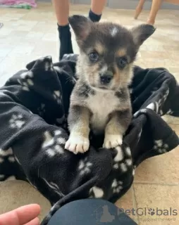 Additional photos: Adorable Welsh Corgi puppies ready to join their new and forever home