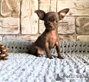 Additional photos: Puppy for sale chihuahua white-fawn-lilac